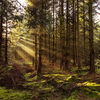 Wann Sie Brennholz im Wald sammeln dürfen