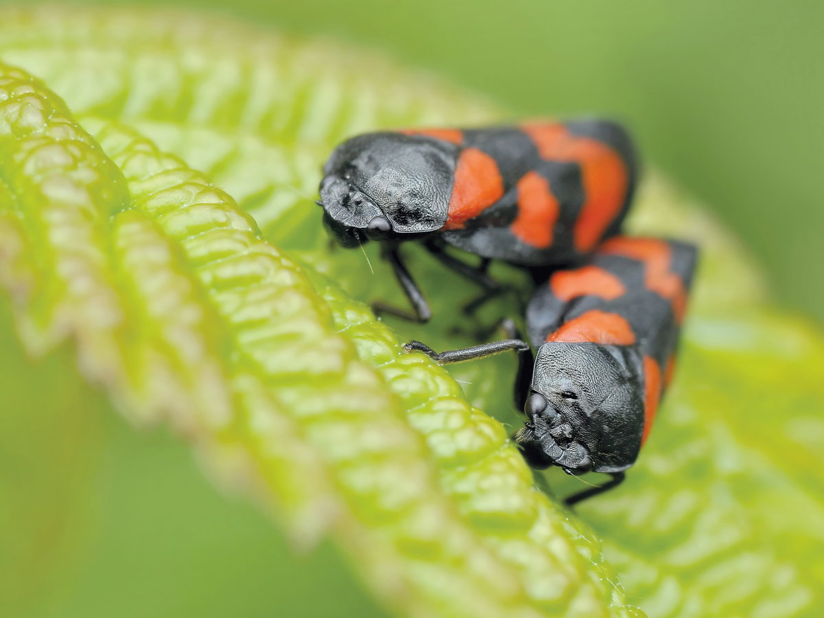 Feuerwanze