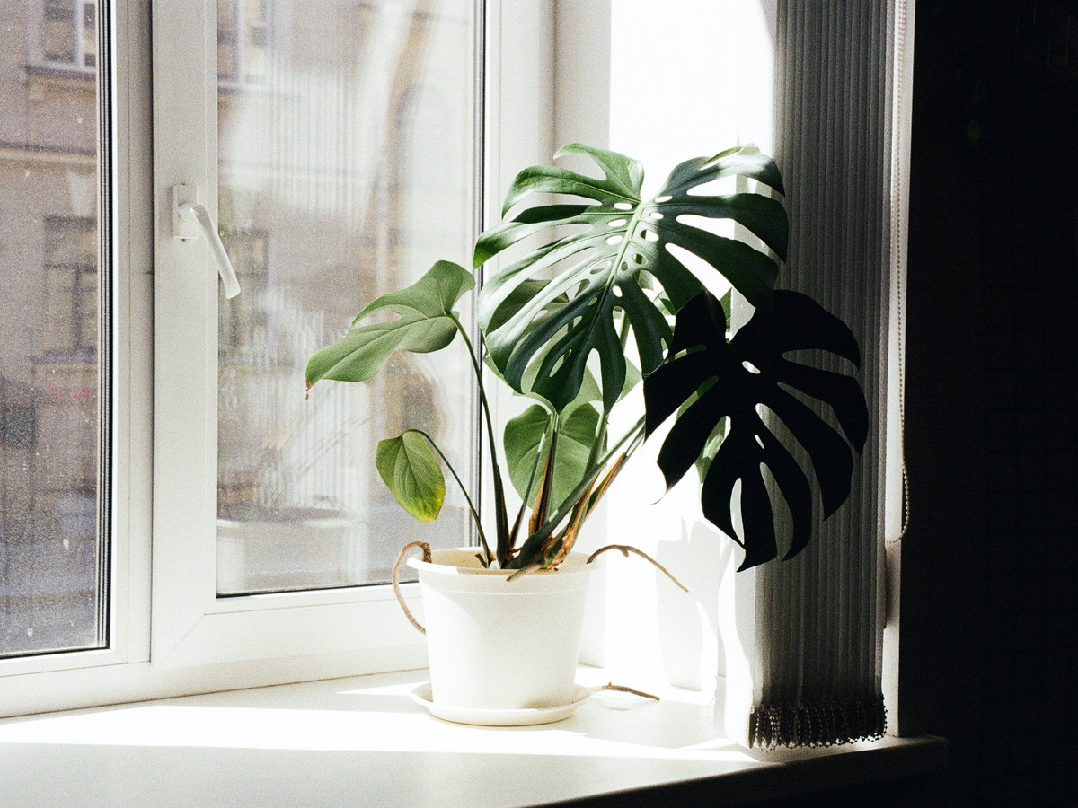 Monstera pflegen Standort