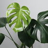Monstera richtig pflegen: Die wichtigsten Tipps 
