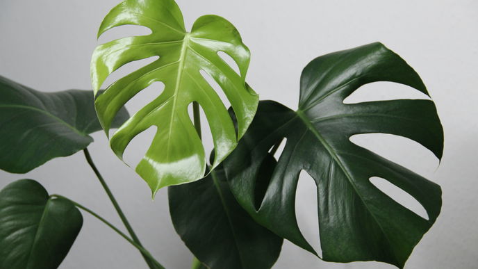 Monstera richtig pflegen: Die wichtigsten Tipps 