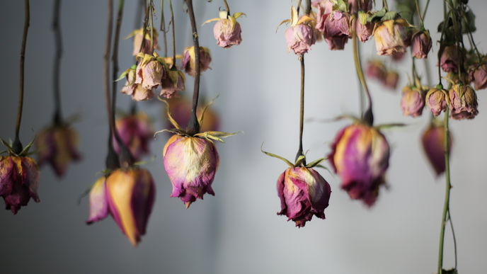 Rosen trocknen: Die besten Tipps und Methoden