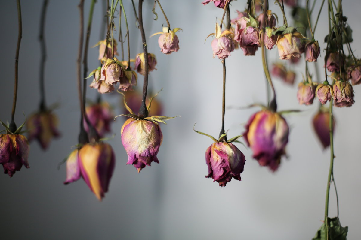Trockenblumen