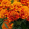 Garten gestalten: 4 Blumen, die noch im Herbst bunt blühen