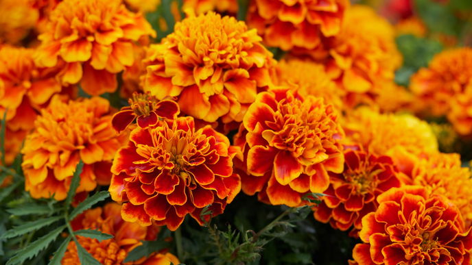 Garten gestalten: 4 Blumen, die noch im Herbst bunt blühen