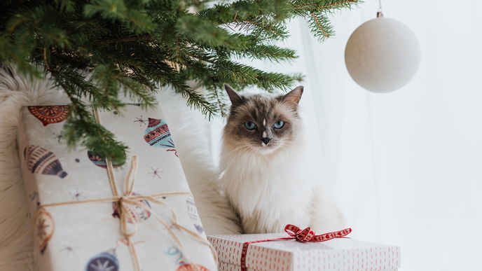 5 Tipps für ein günstiges Weihnachten