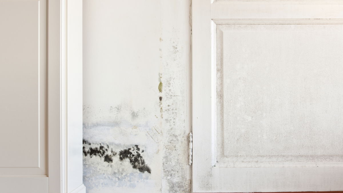 Schimmel in der Wohnung: Ursachen, Symptome, Kosten, Tipps