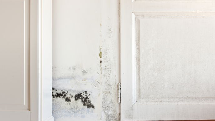 Schimmel in der Wohnung: Ursachen, Symptome, Kosten, Tipps