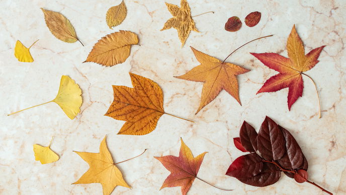 Garten im Winter: Diese Blätter gehören nicht auf den Kompost