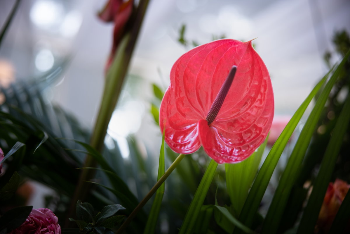Blume in Magenta