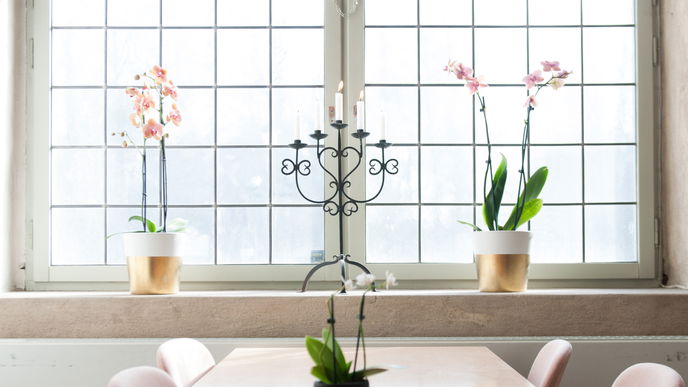 4 Zimmerpflanzen, die im Winter NIE auf der Fensterbank stehen sollten