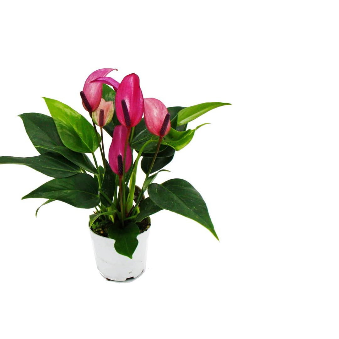 Flamingoblume