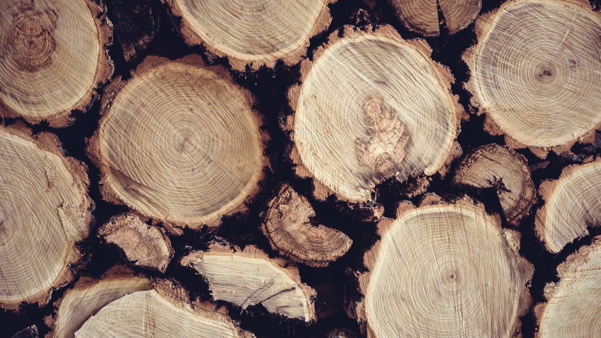 Brennholz: Das können Sie gegen Holzwürmer tun