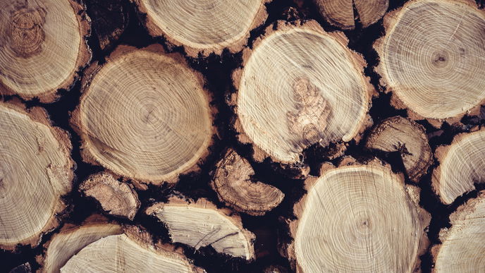 Brennholz: Das können Sie gegen Holzwürmer tun