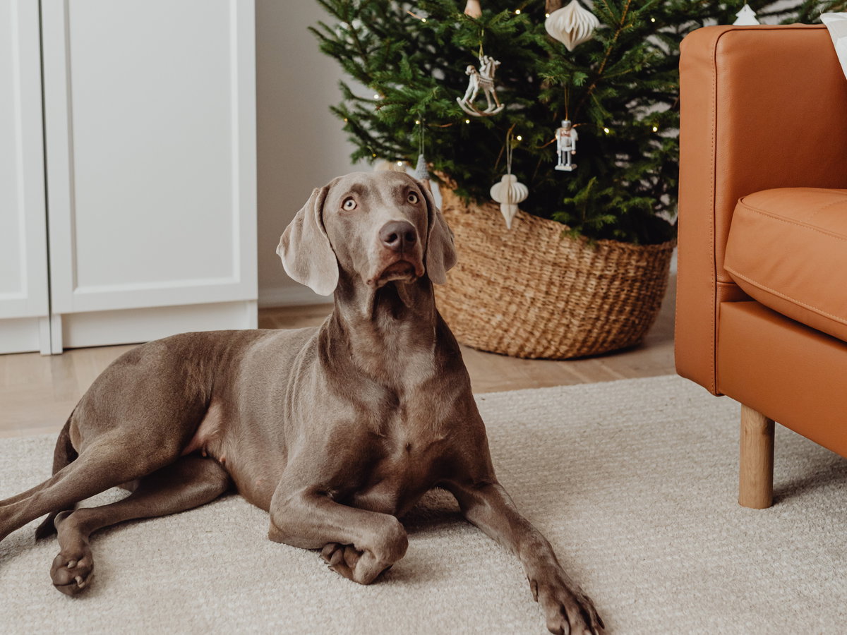 Ein Hund liegt vor dem Weihnachtsbaum.