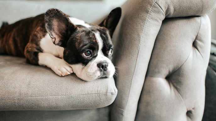Hundeurin-Geruch entfernen: Mit diesen Hausmitteln klappt's