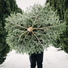 Tannenbaum recyceln: 3 Ideen, anstatt ihn wegzuwerfen