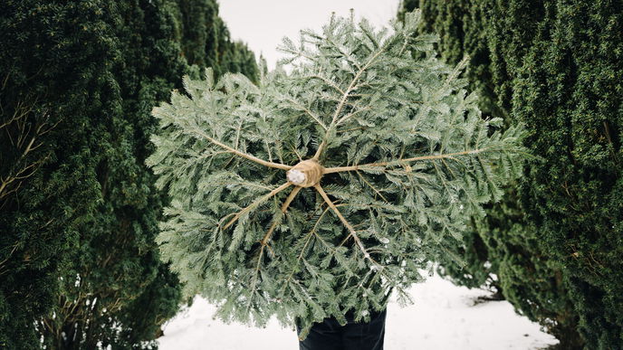Tannenbaum recyceln: 3 Ideen, anstatt ihn wegzuwerfen