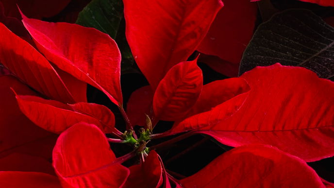 Weihnachtsstern pflegen: Diese 4 Fehler macht wirklich jeder
