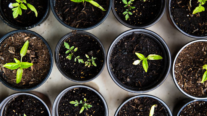 Garten 2023: 5 Gemüsesorten, die Sie jetzt vorziehen können