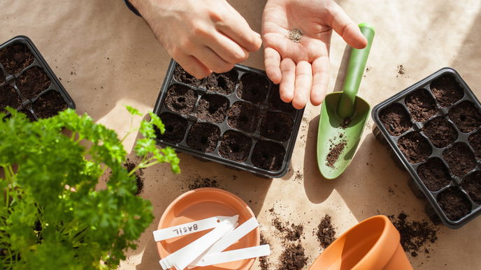 Garten-Tricks: SO wachsen Tomatensamen noch schneller