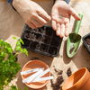 Garten-Tricks: SO wachsen Tomatensamen noch schneller