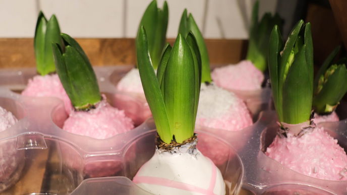 Blumen im Frühling: SO setzen wir Hyazinthen jetzt in Szene