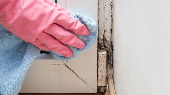 Schimmel in der Wohnung: Das müssen Sie als Mieter wissen