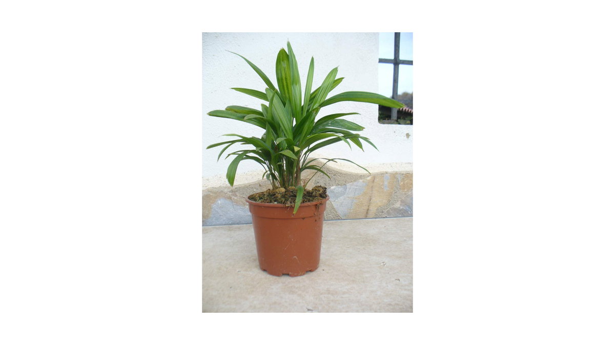 Steckenpalme