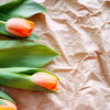 Achtung: Tulpen besser nicht mit den Händen berühren