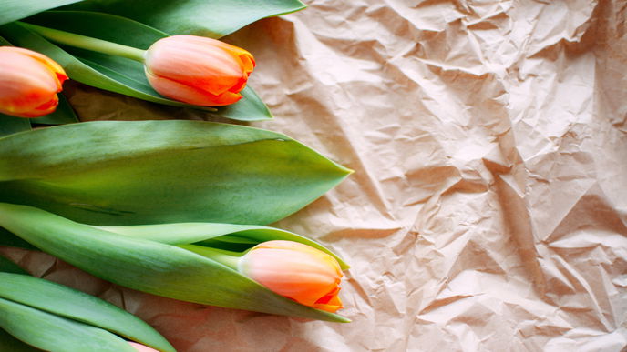Achtung: Tulpen besser nicht mit den Händen berühren