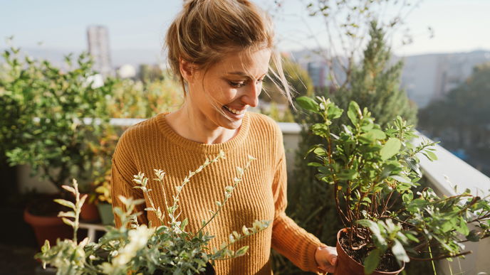 Dachterrasse gestalten: 3 Pflanzen sind der perfekte Sichtschutz