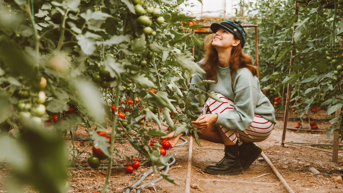 Gemüsegarten: 5 Pflanzen für alle, die keinen grünen Daumen haben