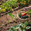 Gemüsegarten: 4 Pflanzen, die ein natürlicher Dünger sind 