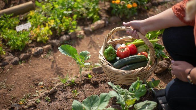 Gemüsegarten: 4 Pflanzen, die ein natürlicher Dünger sind 