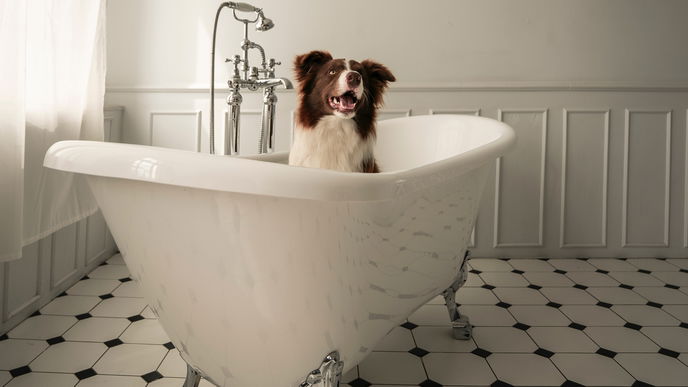 Haustiere 2023: 4 Tipps, um den Hund zu baden
