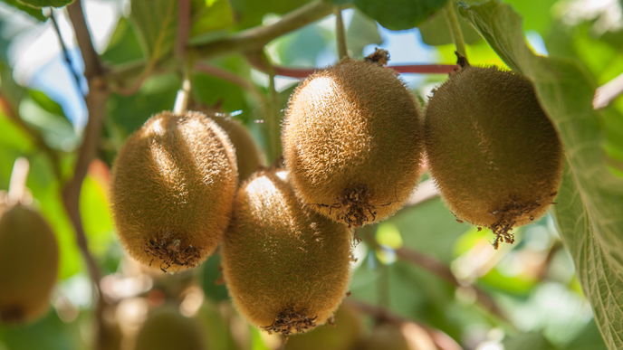 Kiwi pflanzen: Anleitung und Tipps, wie Sie die Frucht einfach selbst anbauen