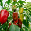 5 Profi-Tipps, um Paprika einfach selber anzubauen