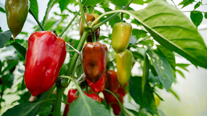 5 Profi-Tipps, um Paprika einfach selber anzubauen