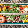 Gemüsegarten: 5 Fehler, die wirklich jeder macht