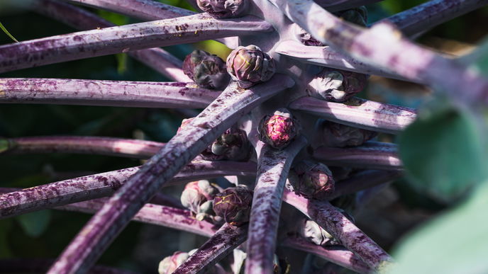 Gemüsegarten: 3 Pflanzen, die auch im schattigen Beet wachsen