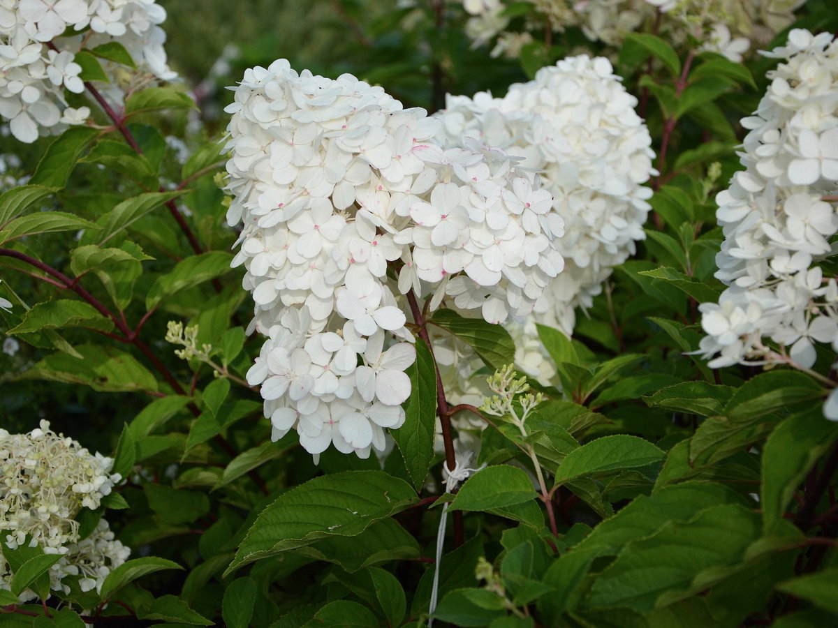 Rispenhortensie
