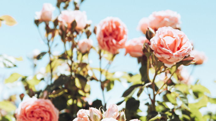 Garten gestalten: 5 Accessoires im Landhaus-Stil