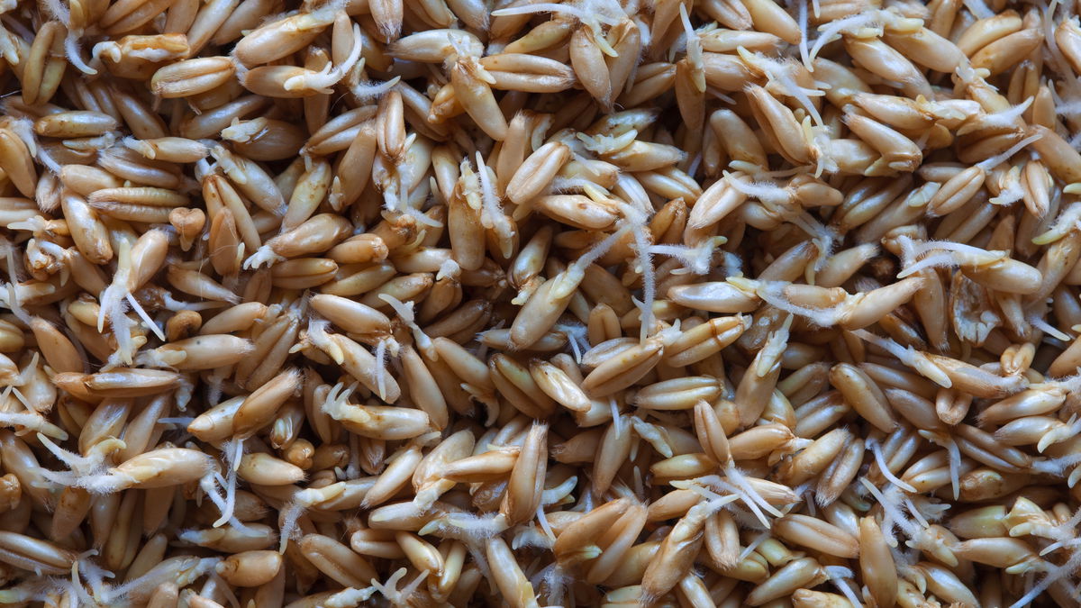 Darum sollten Sie ab jetzt nur noch gekeimte Haferflocken essen