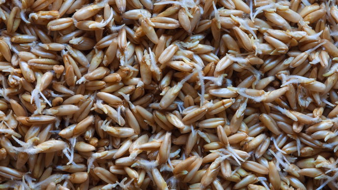 Darum sollten Sie ab jetzt nur noch gekeimte Haferflocken essen