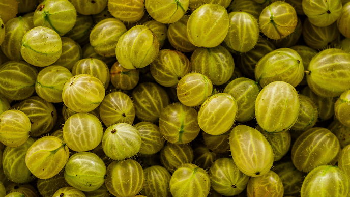 Stachelbeeren: So gesund sind die kleinen Früchte