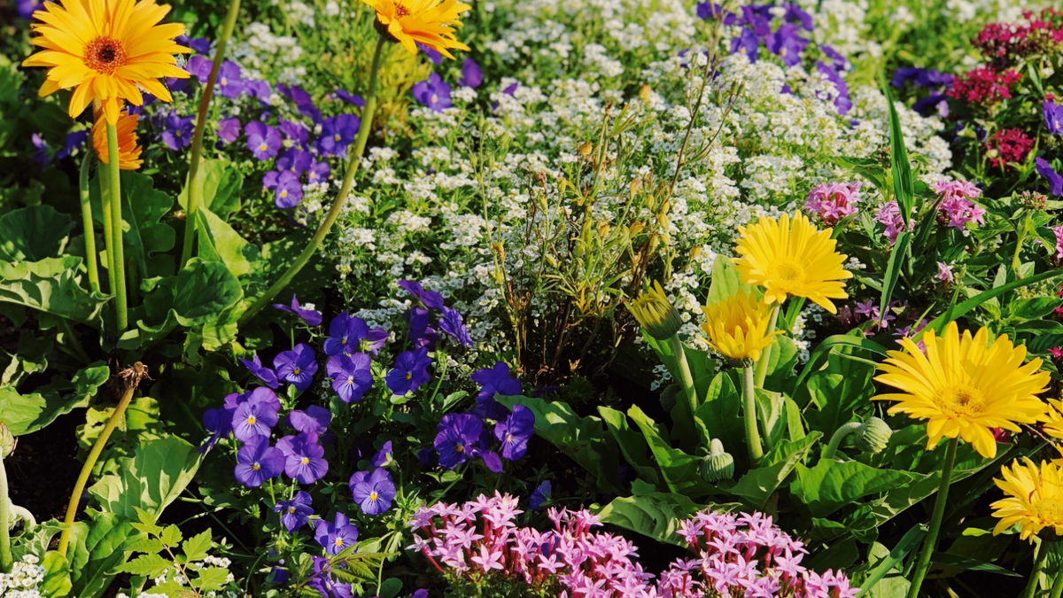 Bewässerungssystem für den Garten: Ollas sind der Geheimtipp bei Hitze
