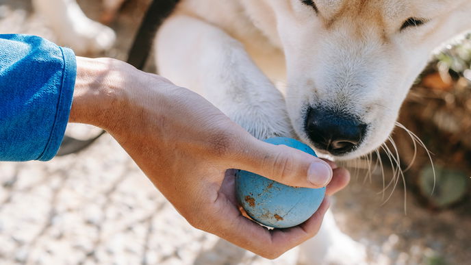 Das ist das beste Spielzeug für Hunde