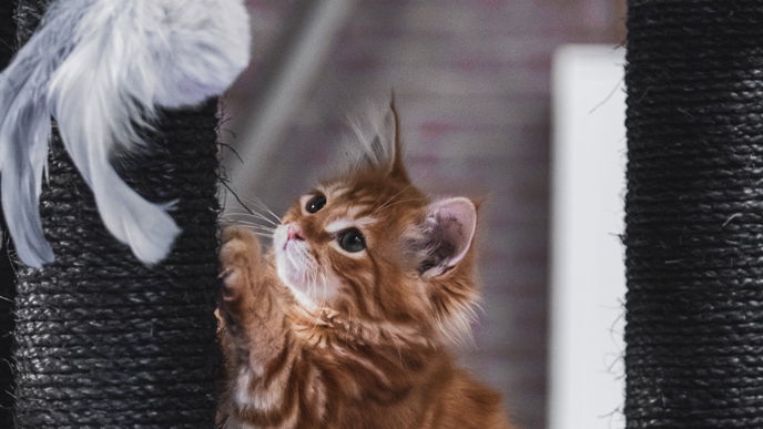 Katzenspielzeug: Die besten fliegenden Vögel