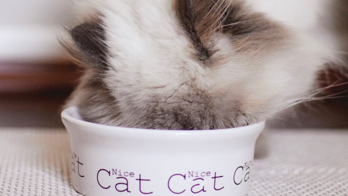 Katzenfutter leer: Diese 3 Dinge dürfen Katzen stattdessen essen